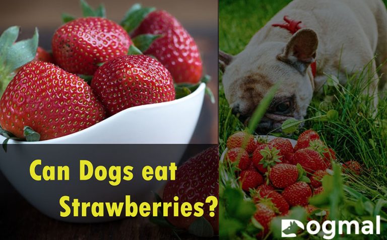 Can Dogs Eat Strawberries? A Complete Guide for Pet Owners